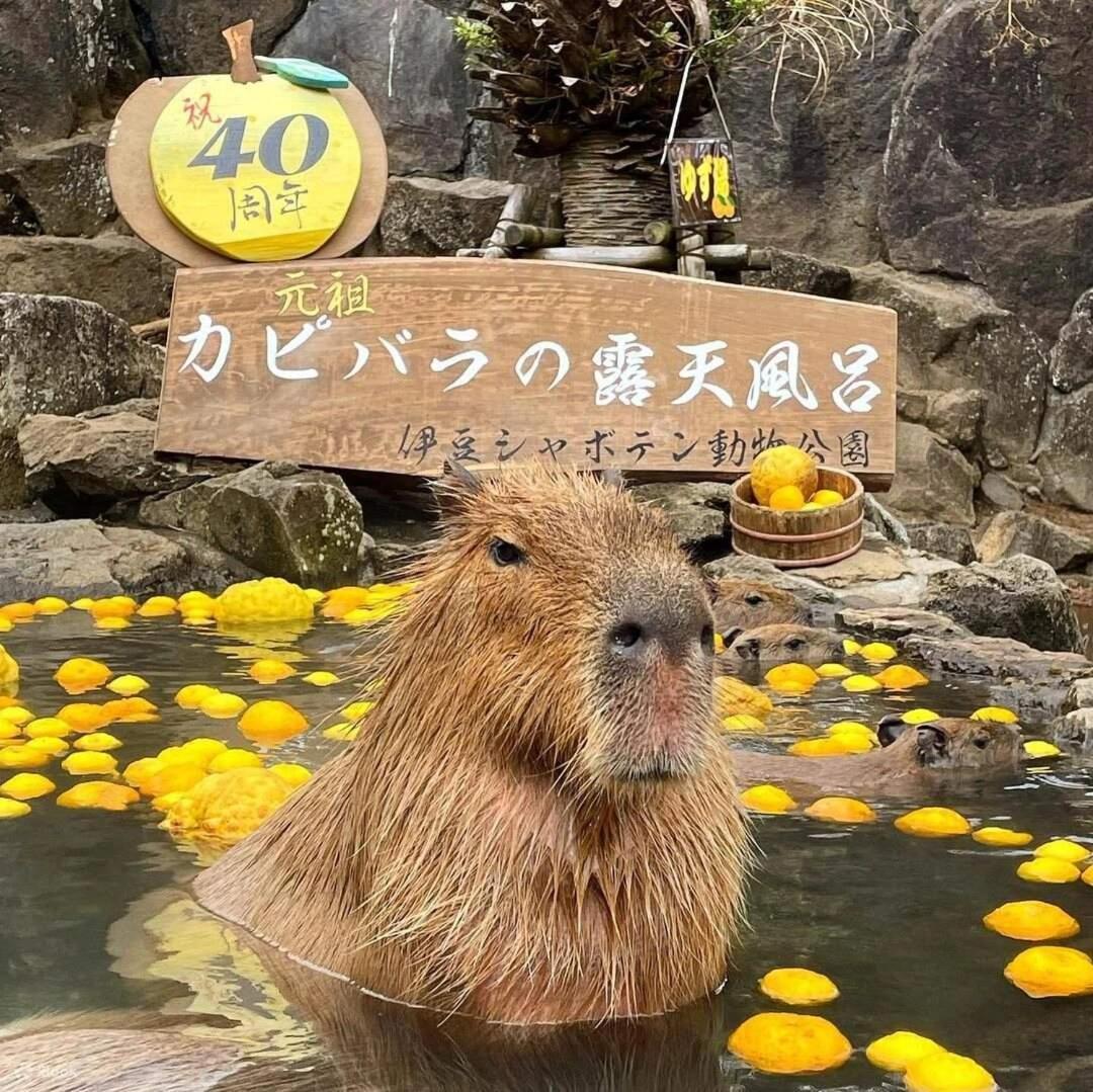 伊豆高原 温泉付別荘 Isana Mountain Villa Futo Eksteriør bilde